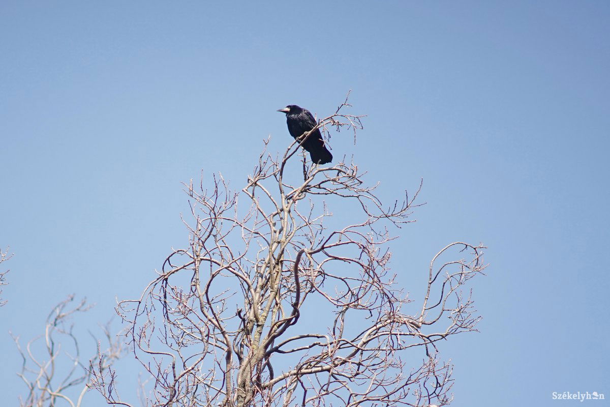 Idén nem vadászható a dolmányos varjú sem • Fotó: Haáz Vince