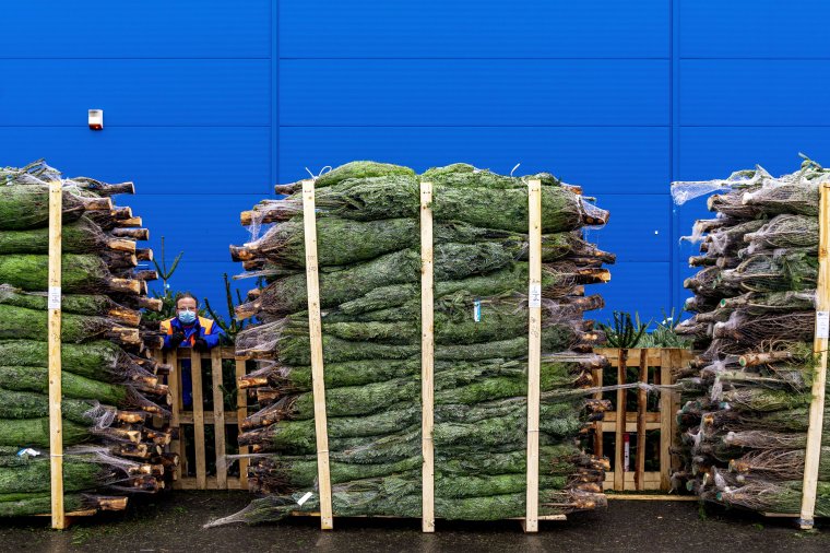 Frissebb lesz-e a fenyő, ha később vásároljuk?