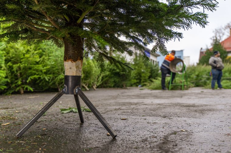 Fenyőfaárusokat ellenőriztek és büntettek Székelyudvarhelyen