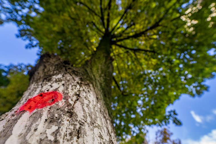 Ezt is megértük: leállították az indokolatlan fakivágásokat Marosvásárhelyen