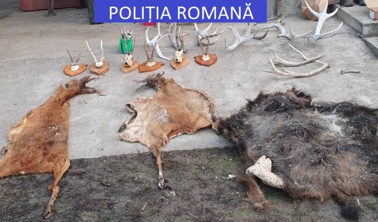 Őrizetbe vették az orvvadászokat