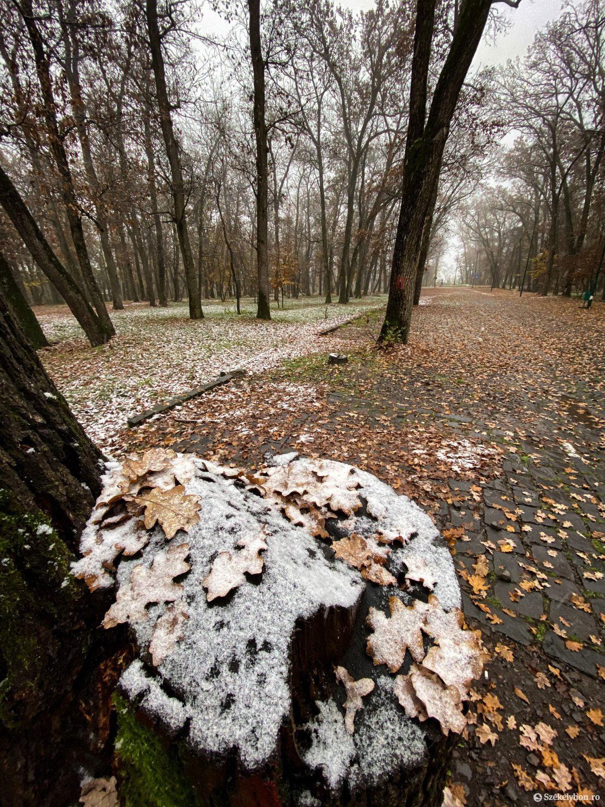 A Somostetőn is csak mutatóban hullt a hó •  Fotó: Rab Zoltán