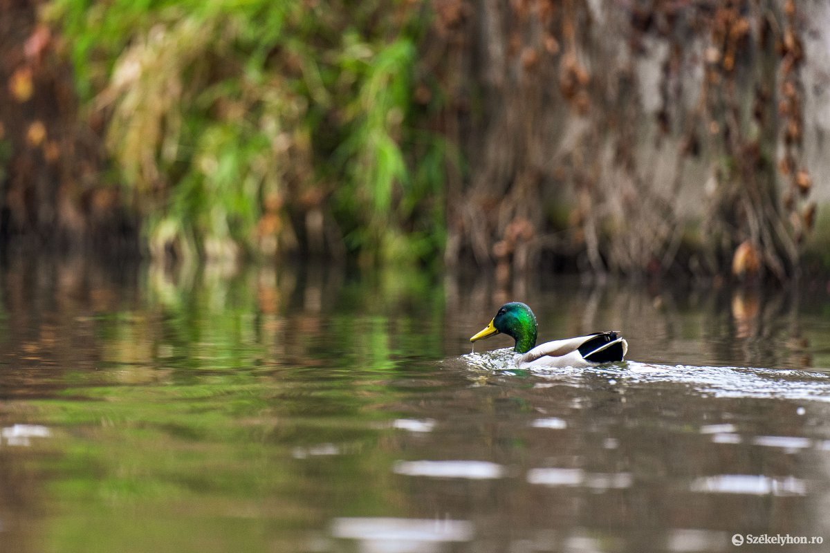 •  Fotó: Haáz Vince