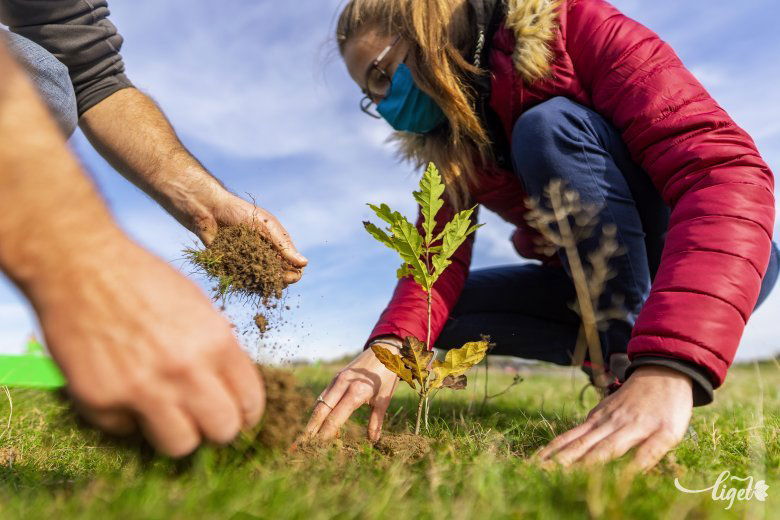 A tölgyek növelik a biodiverzitást •  Fotó: Haáz Vince