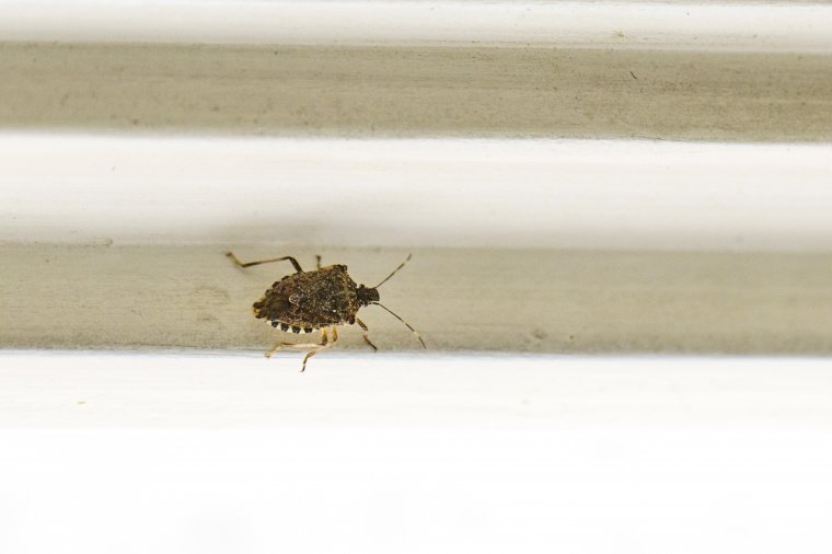 Megjelentek a márványpoloskák a lakásokban, hogyan védekezhetünk ellenük?