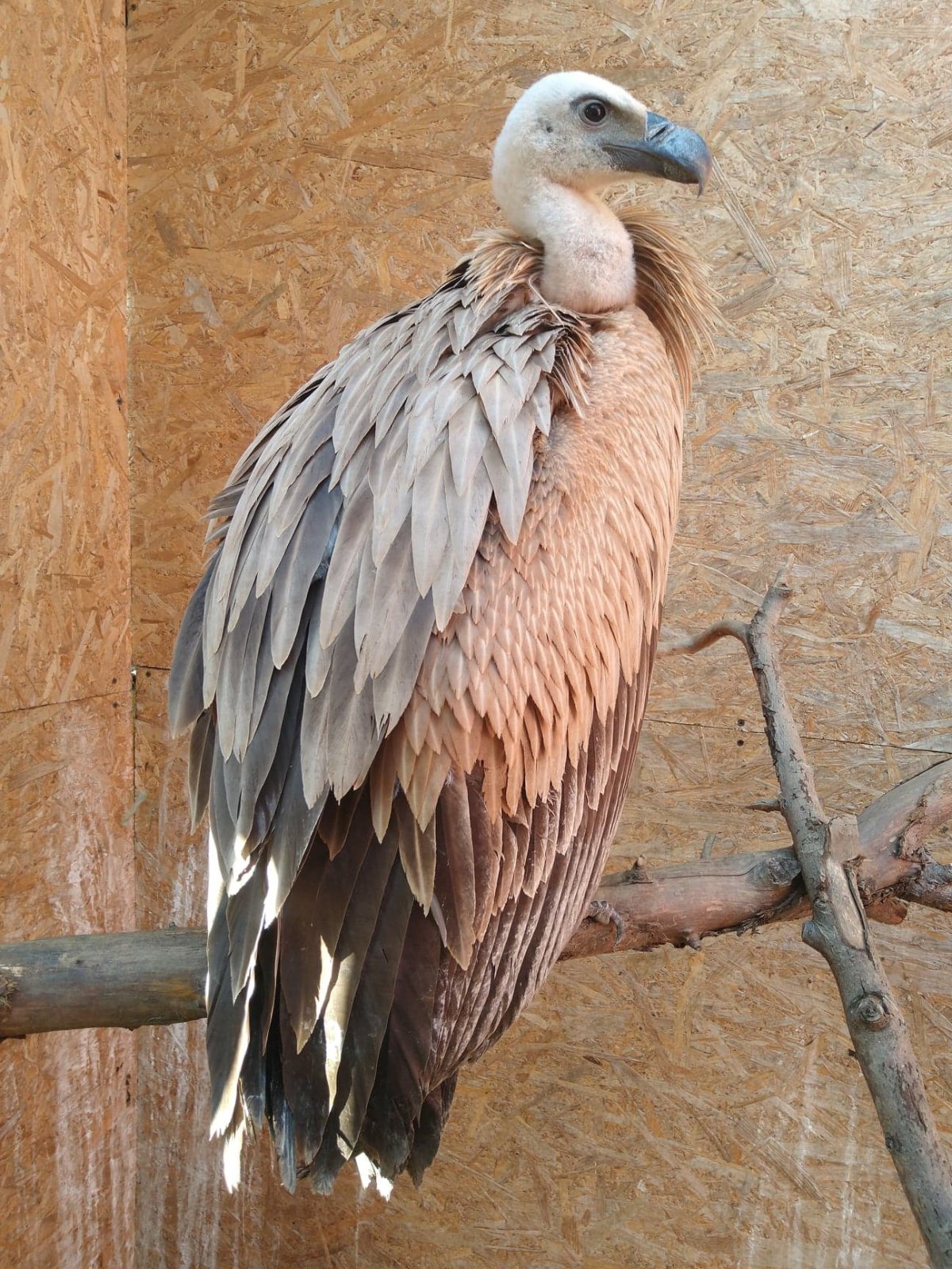 •  Fotó: Milvus Csoport