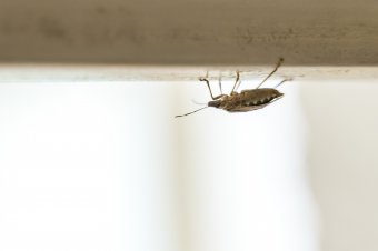 Az idegenhonos rovarok terjedésének kedvez az enyhe tél