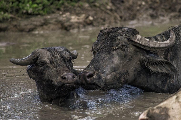 Vadállatláger Erdélyben: több mint 200 bölény, bivaly, szarvas veszett oda