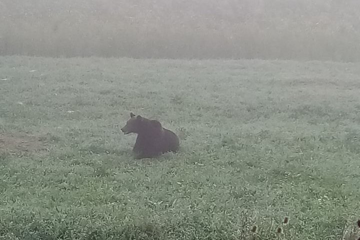 Medvét ütött el egy autó Maros megyében
