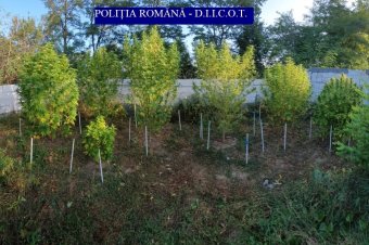 Sokan jövedelmező iparágat látnak a kannabisztermesztésben a Székelyföldön