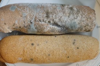 Penészes kiflit kaptak a diákok