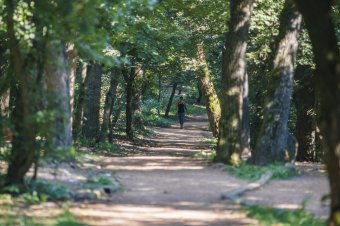 Befogták a harmadik, Somostetőre bejáró medvét is