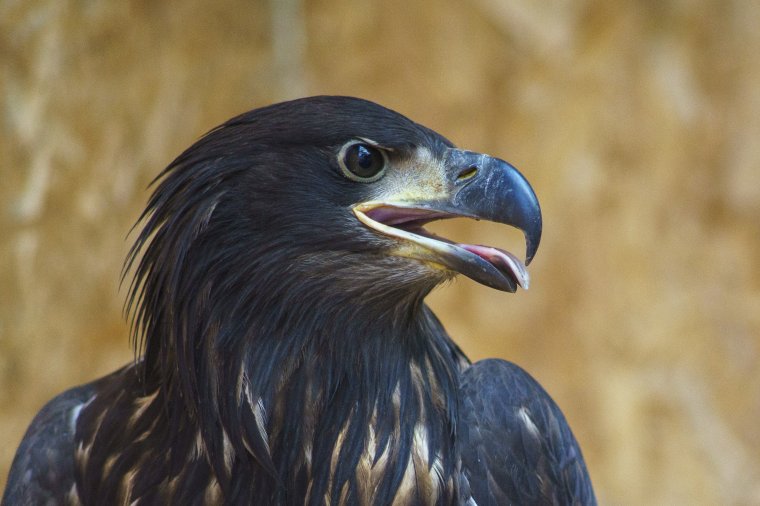 Hányatott sorsú égi óriásra vigyáznak