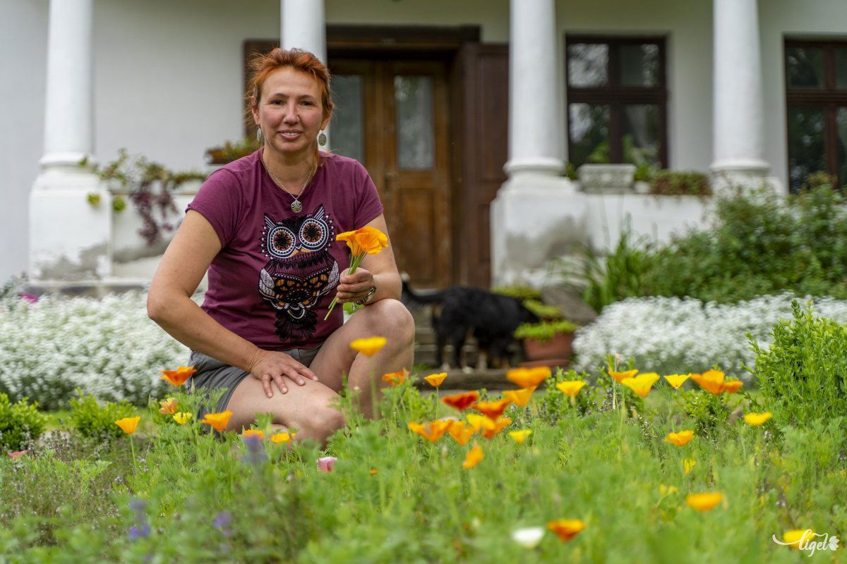 Június elején virágzik az amerikai mákvirág a kúria előtt •  Fotó: Haáz Vince