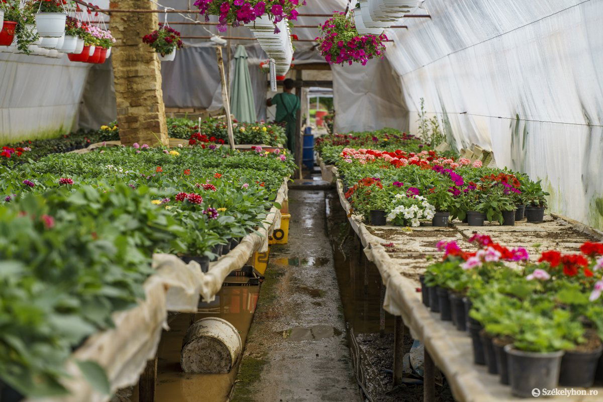 A víz virág-fóliasátrakba is betört Udvarfalván &bullet;  Fotó: Haáz Vince