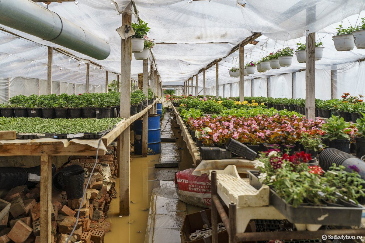 Eláztatott virágkertészet Udvarfalván &bullet;  Fotó: Haáz Vince