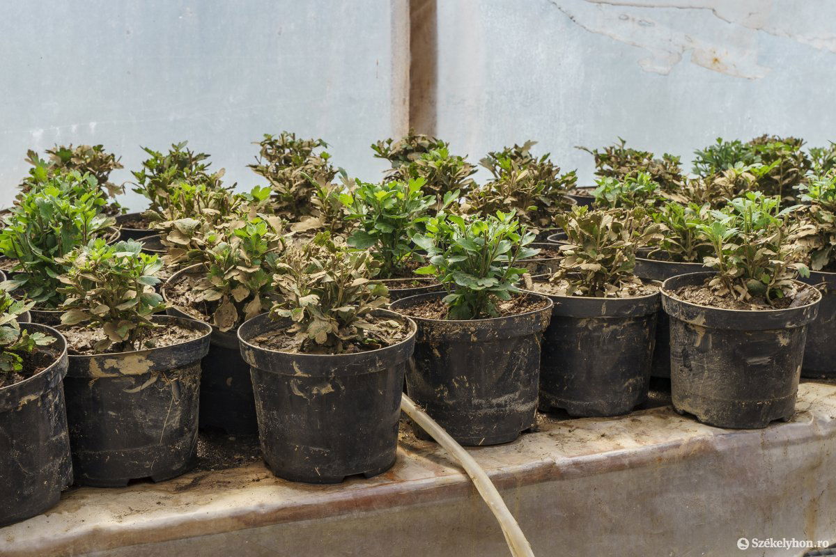 &bullet;  Fotó: Haáz Vince