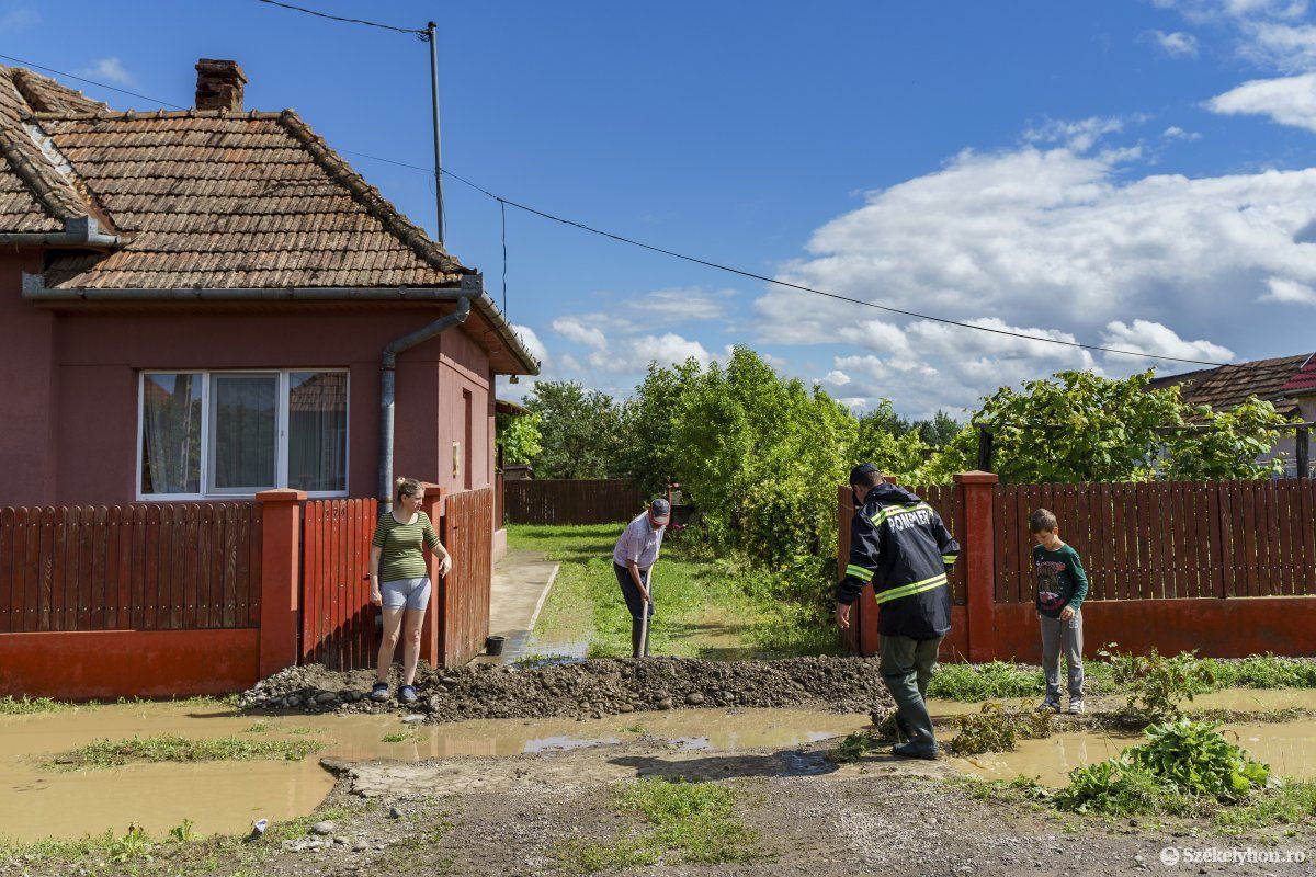 Körtvélyfája •  Fotó: Haáz Vince