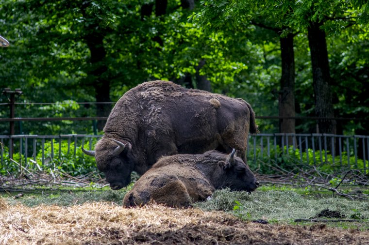 Bölényeket szaporítanának a marosvásárhelyi állatkertben