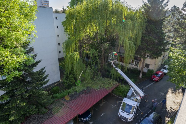 Egy szomorúfűzzel kevesebb Marosvásárhelyen