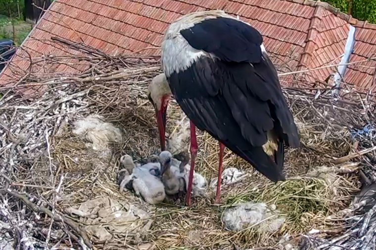 Romániában már kihaltnak hitt madárfaj tojásaira találtak