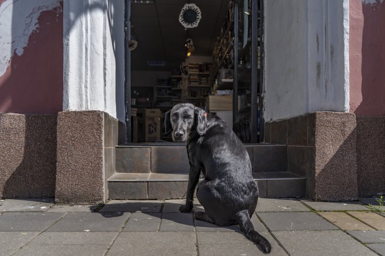 Bűncselekménynek minősülhet, ha nem tartják megfelelő körülmények között, vagy bántalmazzák az állatot