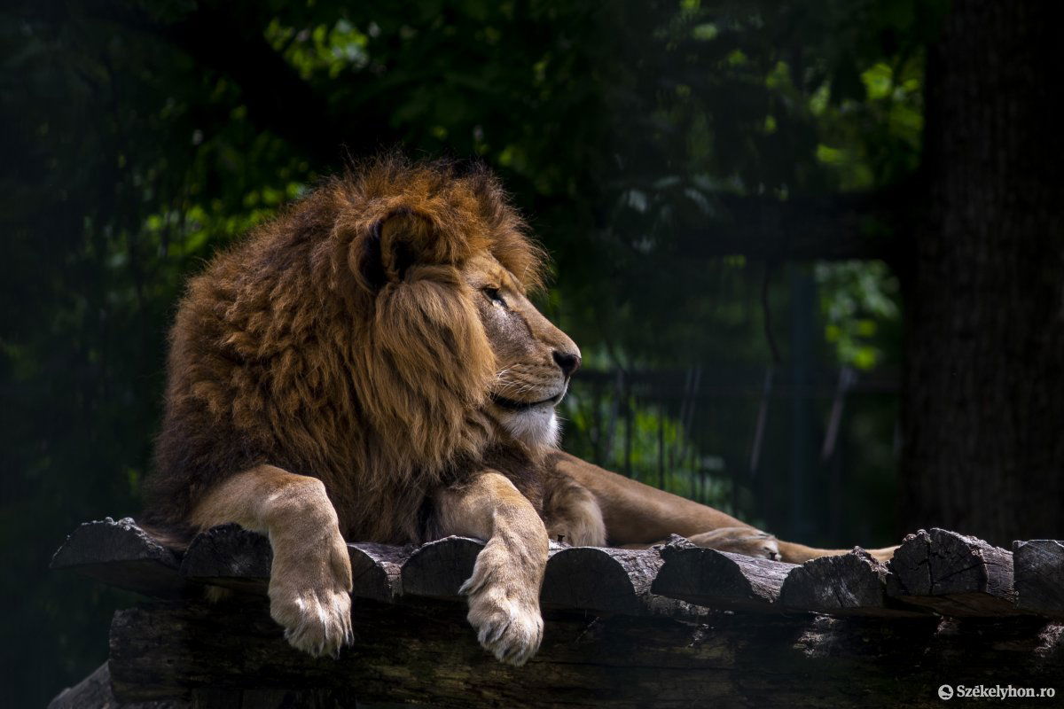 Az oroszlánok is várják a látogatókat •  Fotó: Haáz Vince
