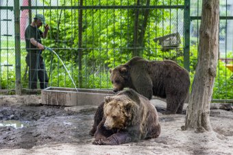 Kilőtték az állatkertben garázdálkodó medvét