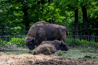 Bölényeket szaporítanának a marosvásárhelyi állatkertben