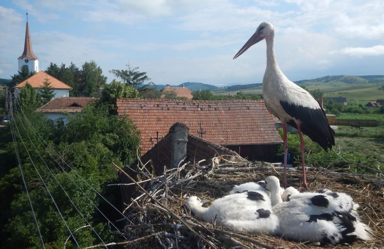 Kapcsolódás a természethez: jó program a gólyacsaládok figyelése
