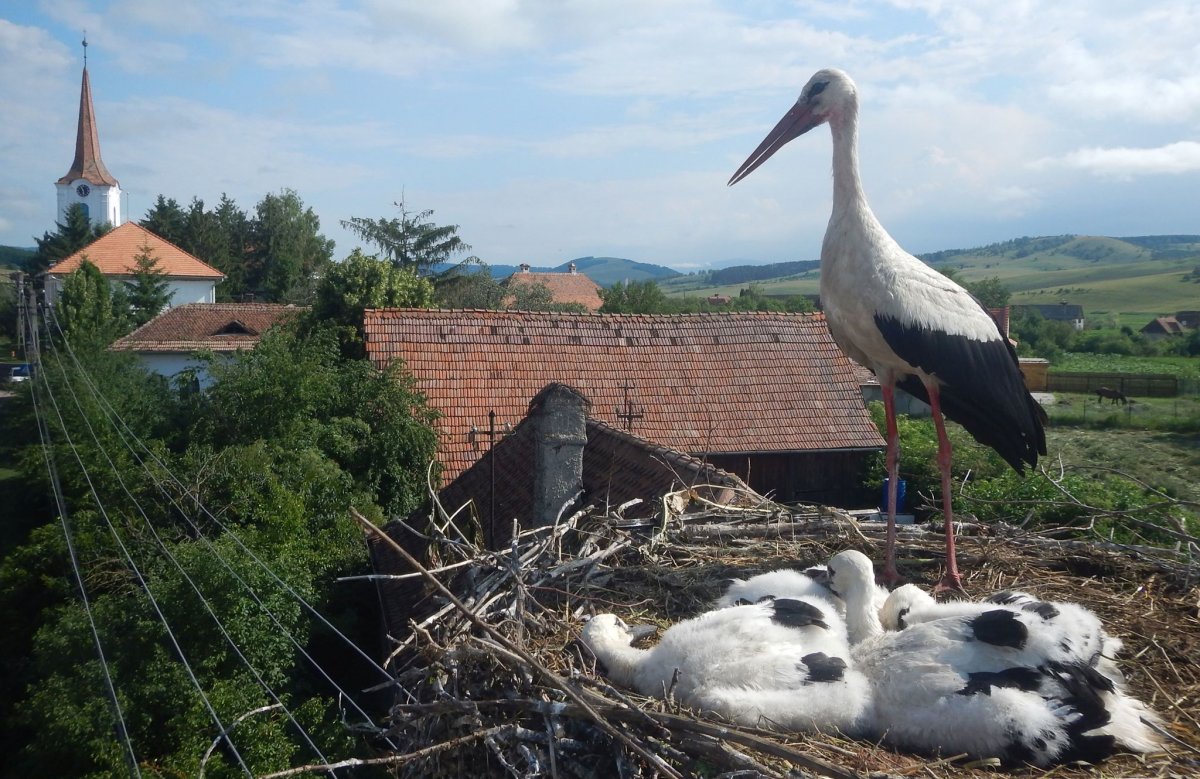 •  Fotó: Milvus Egyesület