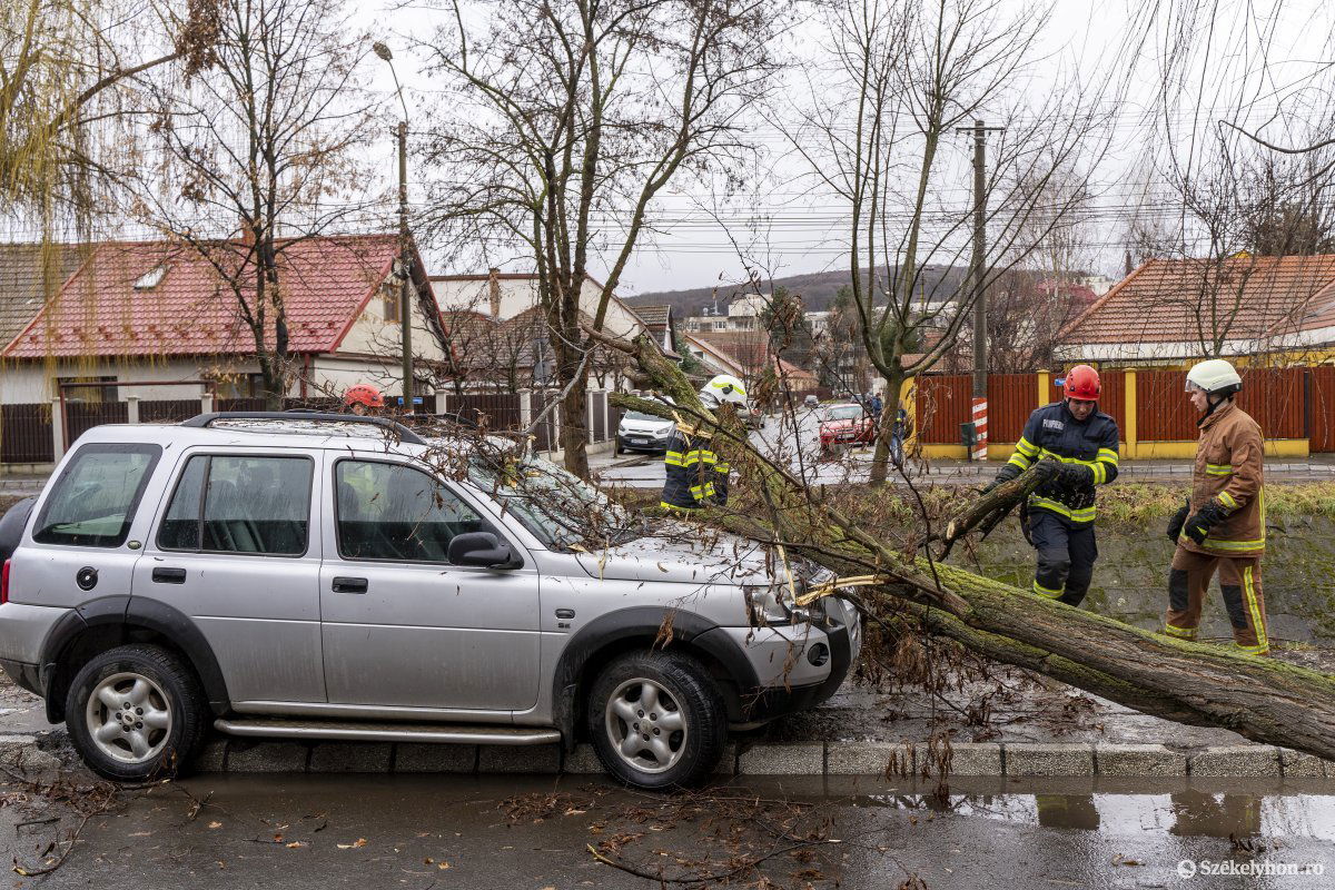 Betört az autó szélvédője a ráesett fától •  Fotó: Haáz Vince