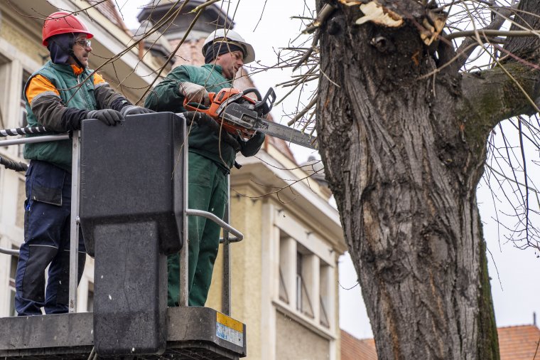 Két lakótelepen is metszik, vágják a fákat Marosvásárhelyen