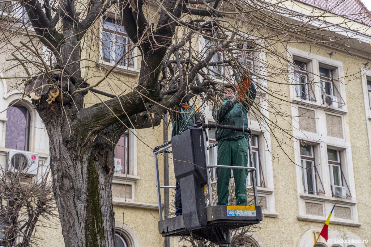 Több csapat volt a helyszínen, gyorsan haladtak a metszésekkel •  Fotó: Haáz Vince