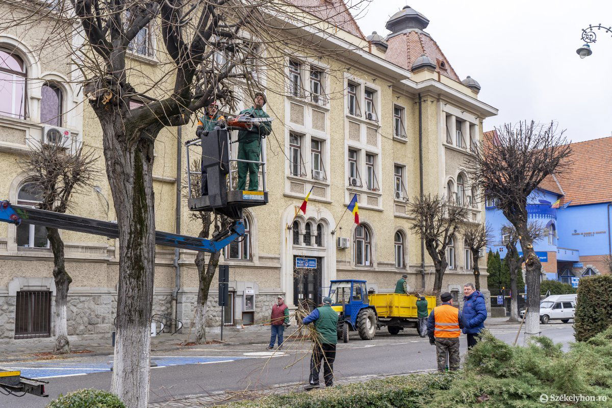 Jól lekarcsúsították a fák koronáját •  Fotó: Haáz Vince