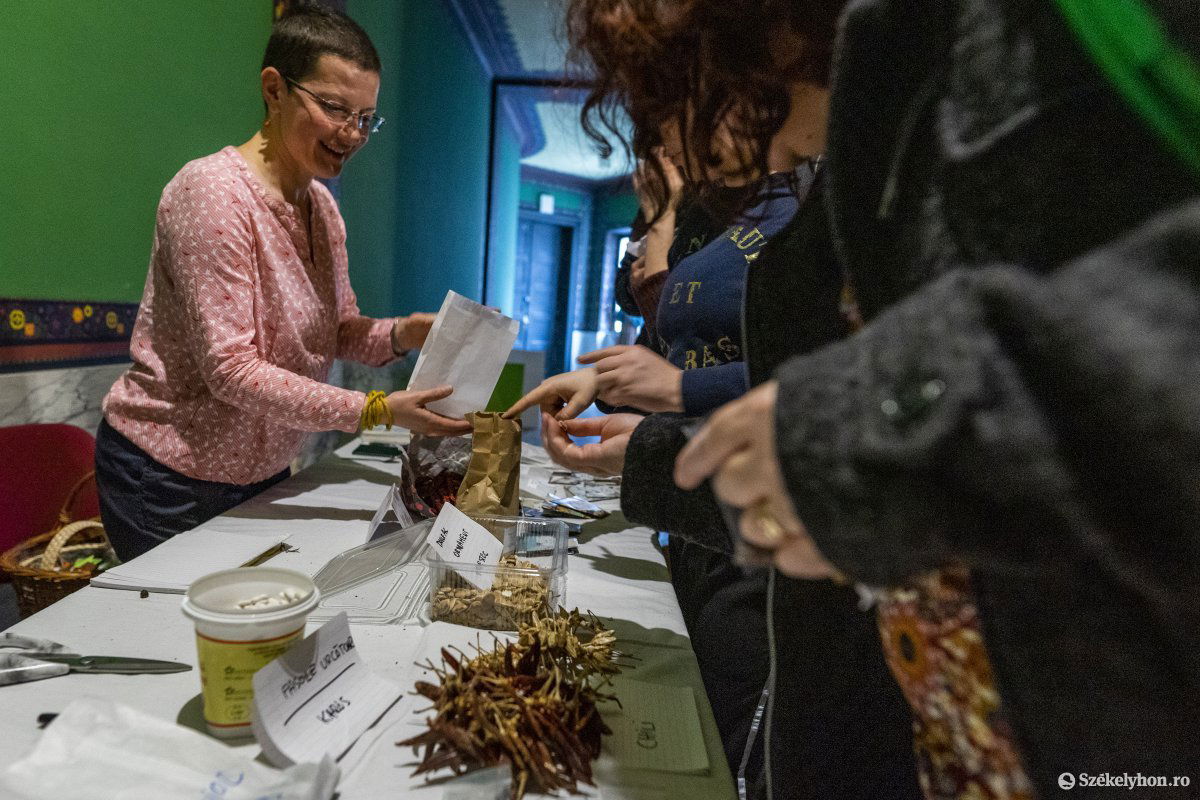 Szárított csípős paprikát is lehetett kérni és kapni, egy kis paprika magjából több tíz palánta nevelhető. •  Fotó: Haáz Vince