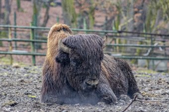 A kiválasztott: szabadon engednek egy bölényt az állatkertből