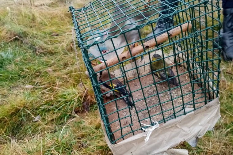 Szabadon élő énekesmadarakat fognak be és adnak el, pár lejért