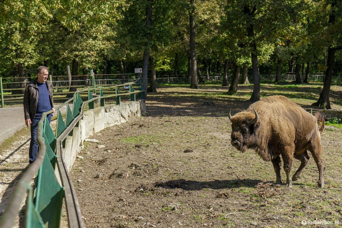 Zöld fű már alig van a kifutóban &bullet;  Fotó: Haáz Vince