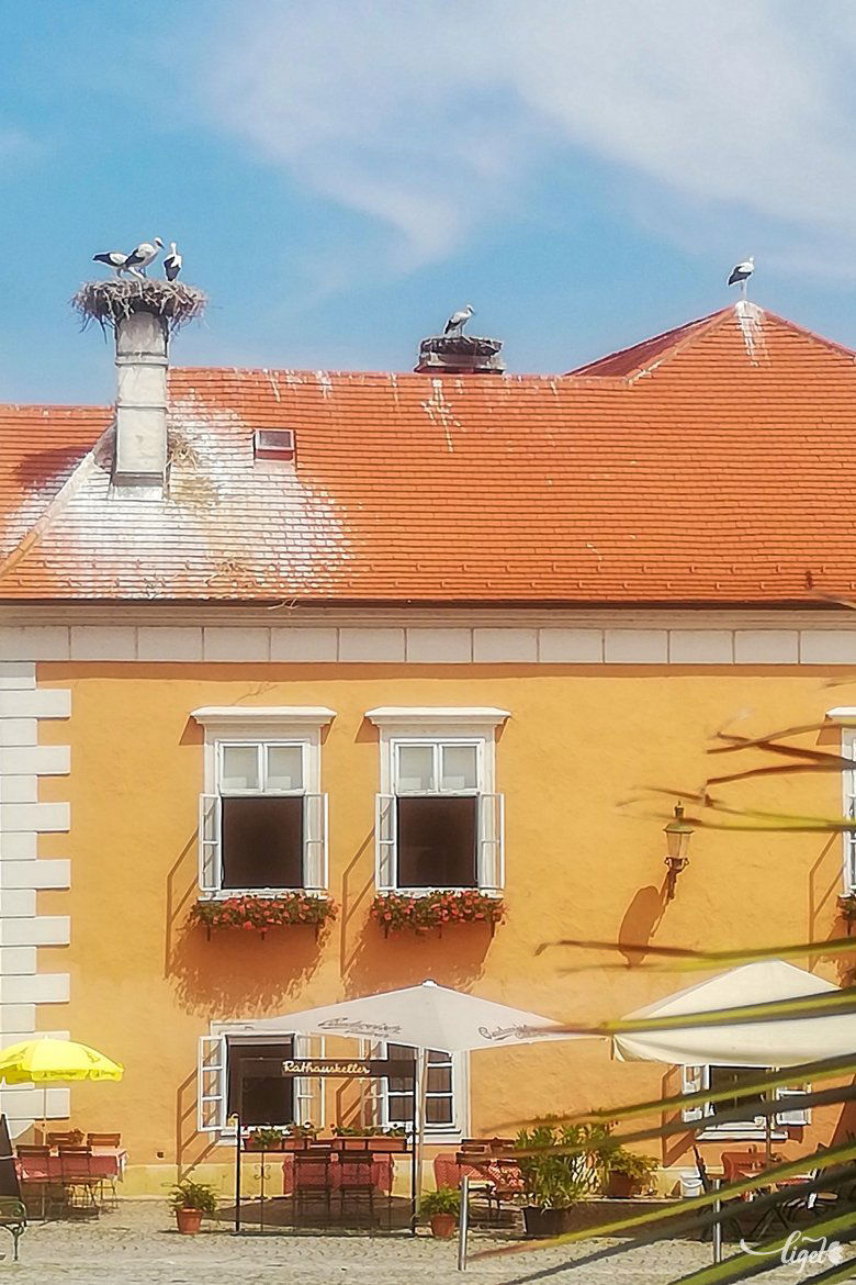 Ruszt, ahol nagyon sok gólya van •  Fotó: Székely Máté