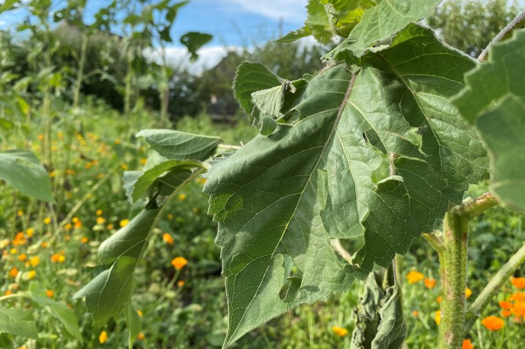 Jégeső pusztított Marosszéken – leginkább a veteményesekben keletkezett kár
