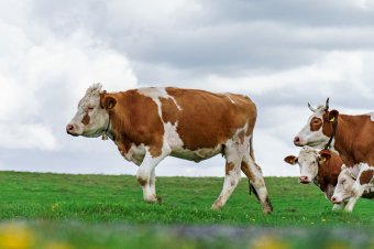 Még egyetlen legeltetési engedélyt sem kérelmeztek Csíkszeredában, pedig a törvény kötelezi erre a pásztorokat