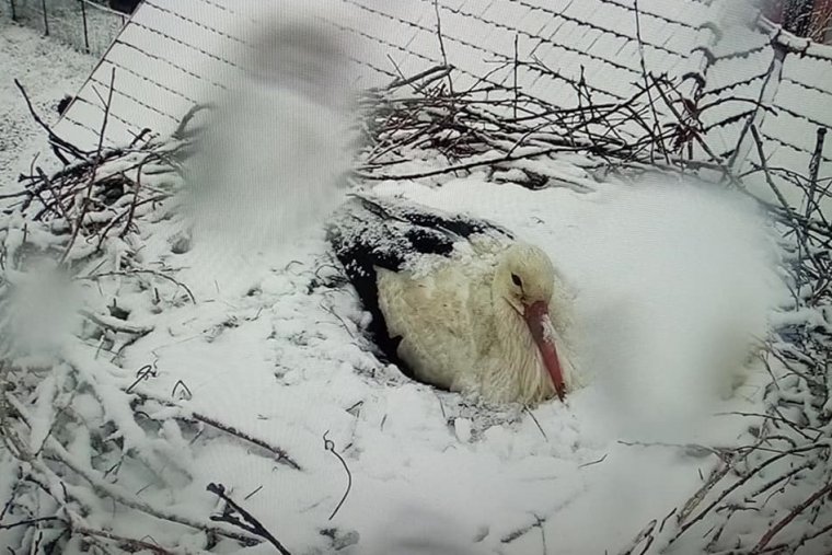 Nem kell félteni a gólyákat a havazás miatt, mert túlélik
