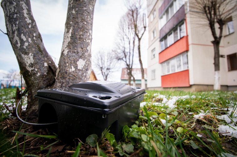 Elkezdődött a rágcsálóirtás Marosvásárhelyen