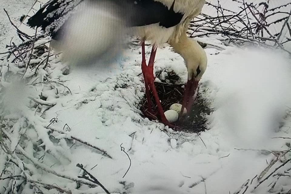 •  Fotó: Gólyakamera/Képernyőkép