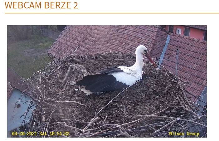 Élőben a vörös vércsék fészke, a sáromberki gólyafészekben már van egy tojás