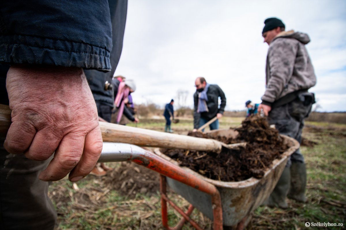 Meg is trágyázták az elültetett fákat •  Fotó: Rab Zoltán