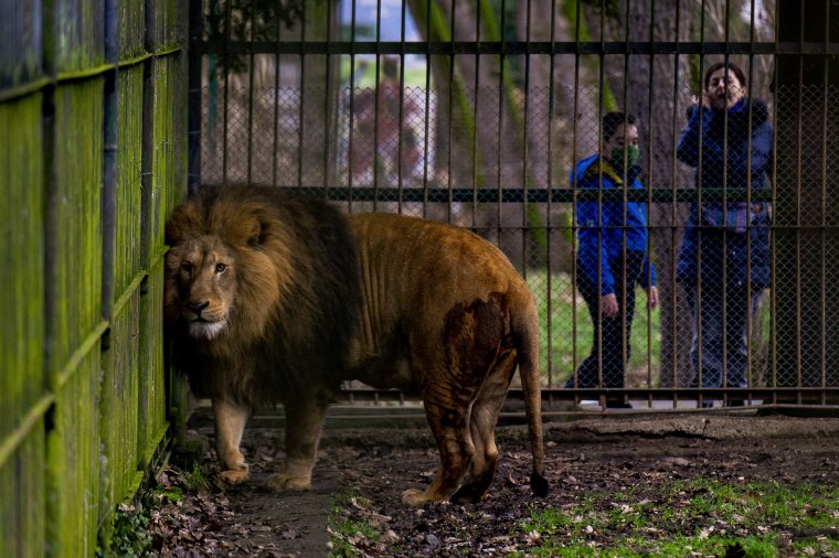 Piros Marosvásárhely: korlátozás az állatkertben és az uszodában is