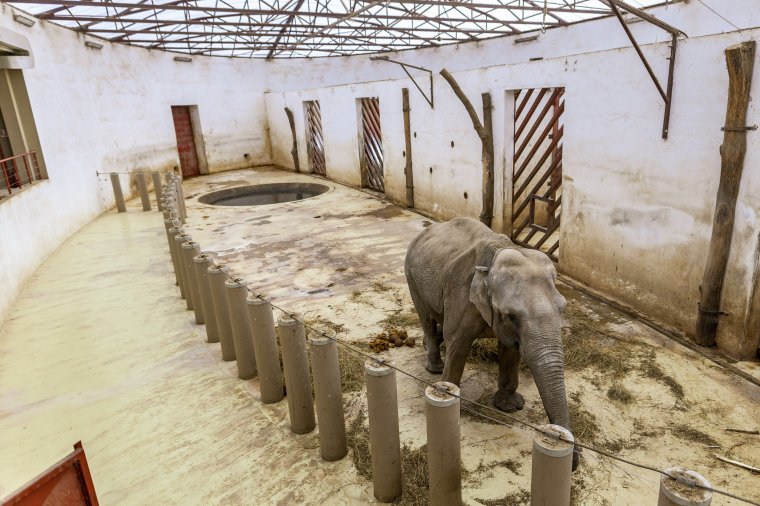 A járványhelyzet ellenére is népszerű volt a marosvásárhelyi állatkert az elmúlt évben