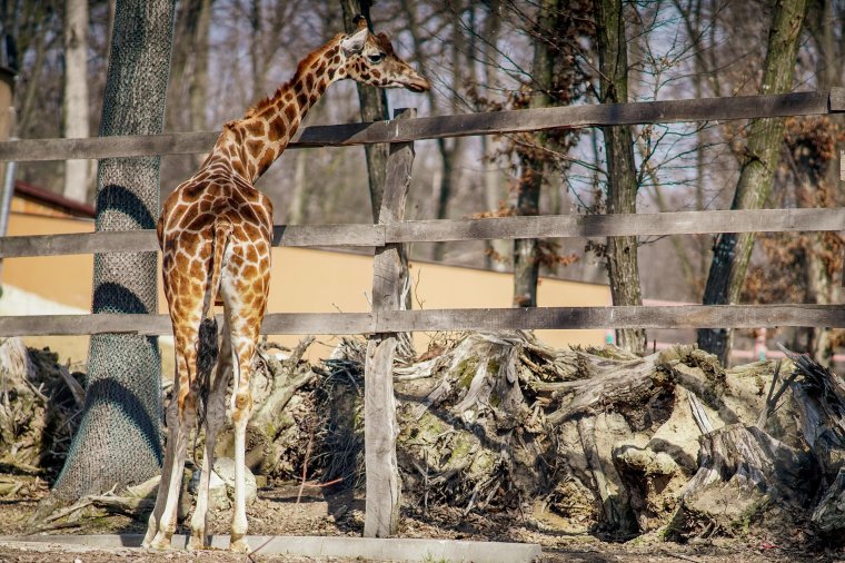 Elpusztult a marosvásárhelyi állatkert egyetlen zsiráfja